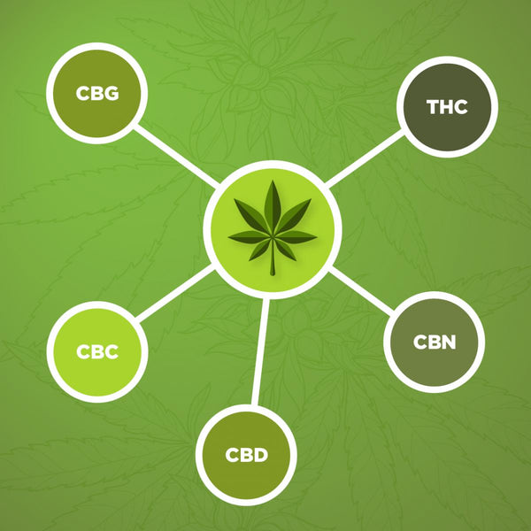 CBG Vs. CBD Vs. CBN Vs. CBC - The Ultimate Comparison Guide