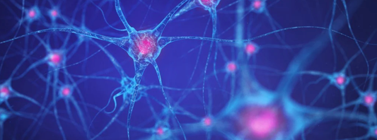 What Increases Endocannabinoids and How to Support Your ECS Naturally