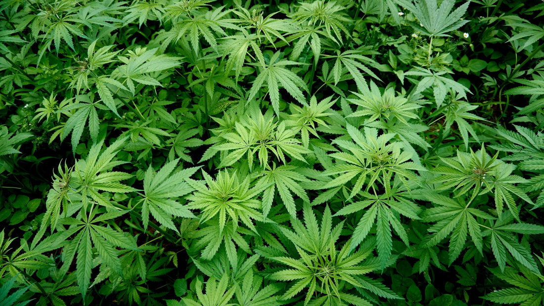 CBG vs THC: What You Need to Know