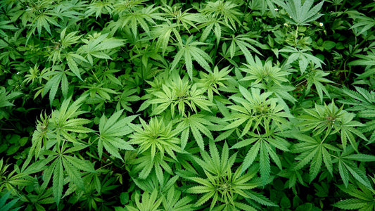 CBG vs THC: What You Need to Know