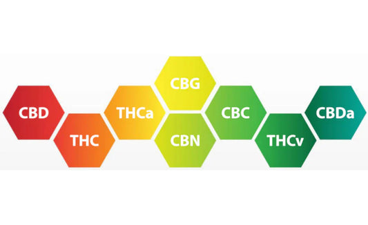 Topical vs Ingestible Cannabinoids: What’s Best for You?
