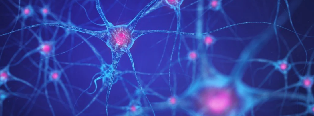 What Increases Endocannabinoids and How to Support Your ECS Naturally