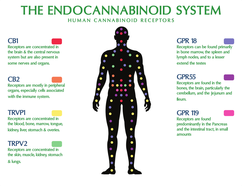 What Is the Role of the Endocannabinoid System?