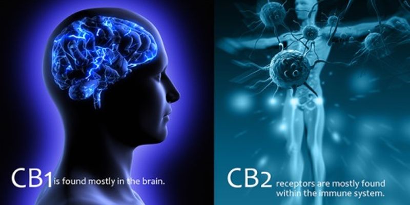 CB1 and CB2 Receptors:  How Does the ECS Work?